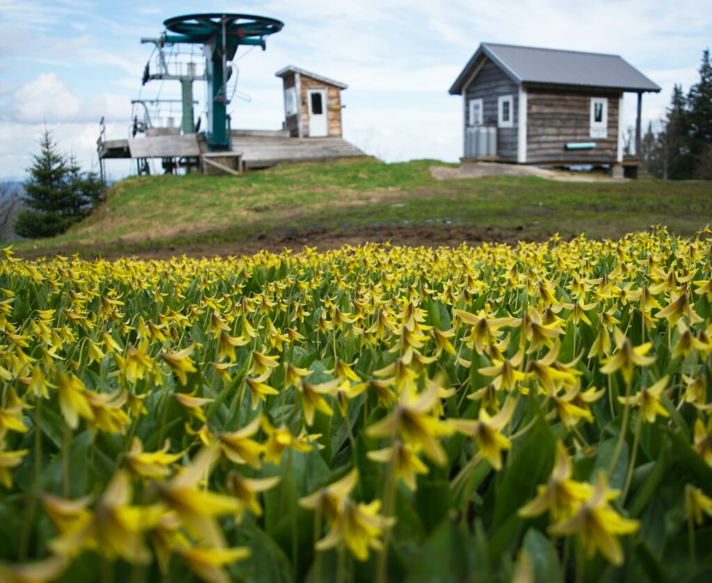 a field of flowers with a house in the background