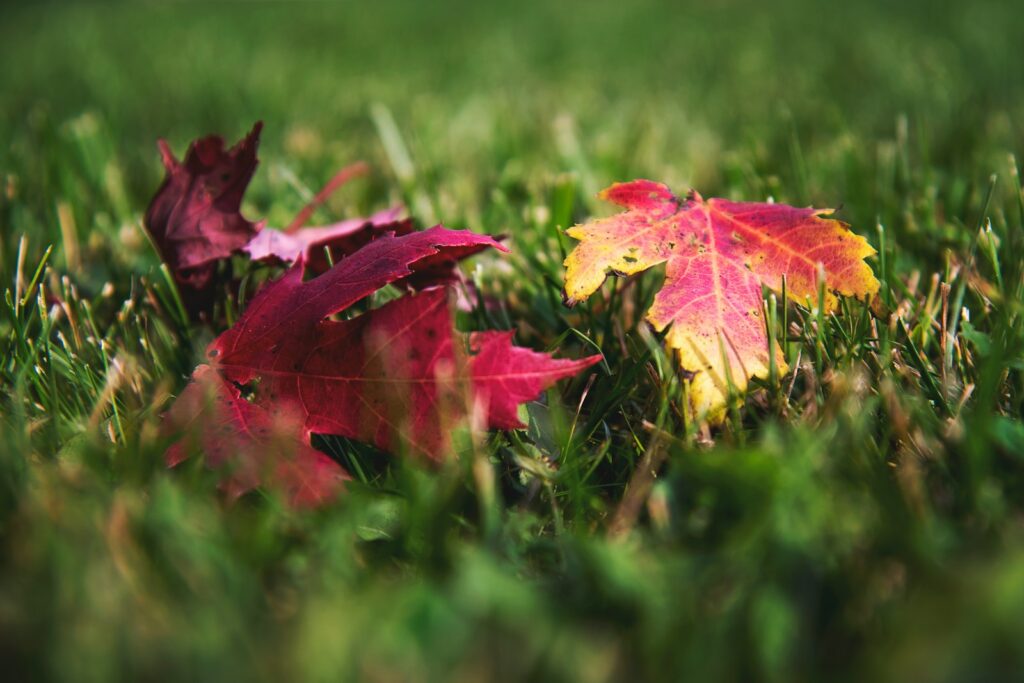 a couple of leaves that are in the grass