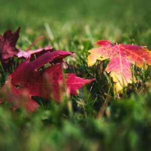 a couple of leaves that are in the grass