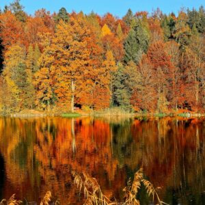 lake sorrounded by trees